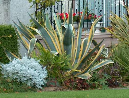 Agave Americana