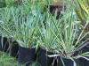 Yucca filamentosa Brite Edge