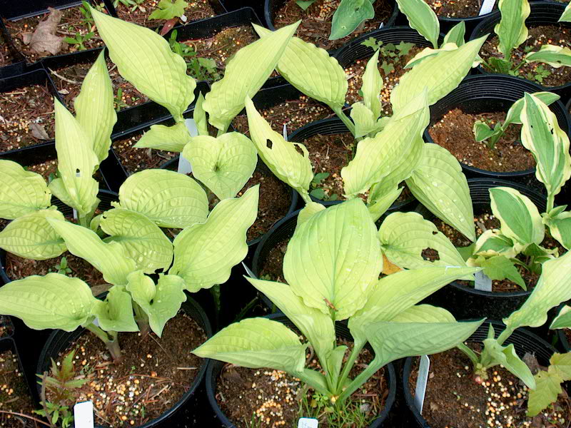 hosta fortunei