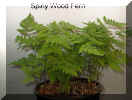 Spiny Wood Fern 2  T.JPG (71610 bytes)
