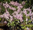 Syringa patula.JPG (106036 bytes)
